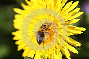 Dandelion