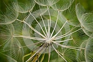 Dandelion img