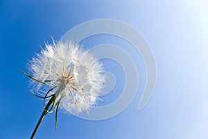 Dandelion