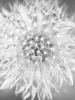 Dandelion