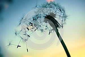 Dandelion