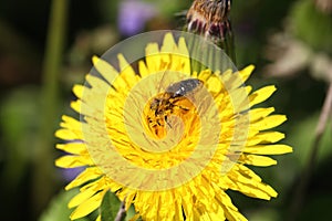 Dandelion