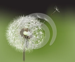 Dandelion.