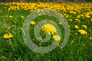 Dandelion photo