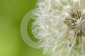 Dandelion