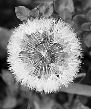 Dandelion