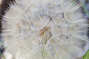 Dandelion