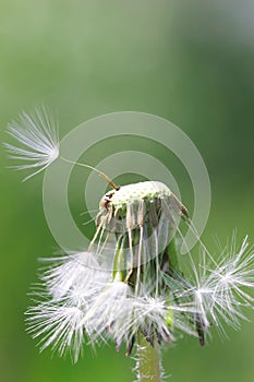 Dandelion