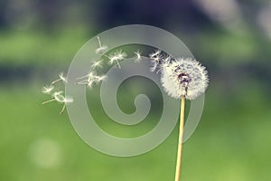 Dandelion