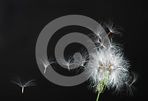 Dandelion