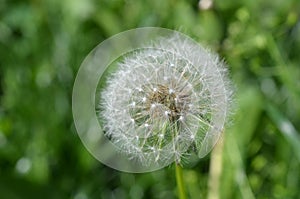 Dandelion