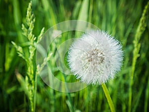 Dandelion