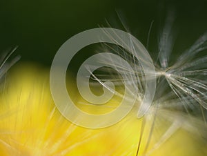 Dandelion