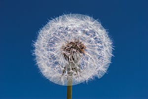 Dandelion abstract background. Blue sky. Close-up dandelion tran