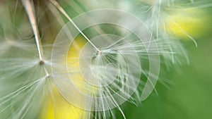 Dandelion abstract background. Shallow depth of field