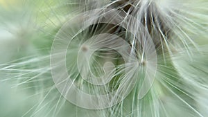 Dandelion abstract background. Shallow depth of field