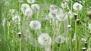 Dandelion abstract background. Shallow depth of field