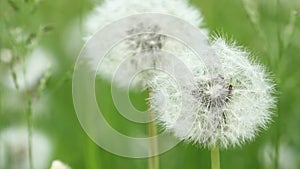 Dandelion abstract background. Shallow depth of field