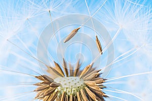 Dandelion abstract background. White blowball over blue sky