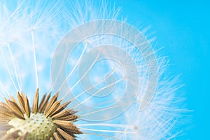 Dandelion abstract background. White blowball over blue sky