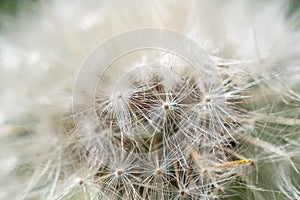 Dandelion abstract closeup