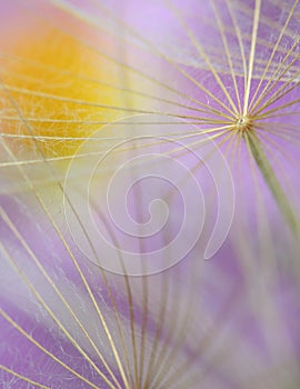 Dandelion abstract macro detail flower in violet color