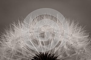 Dandelion abstract monochrome background