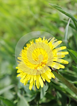 Dandelion afield