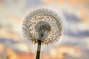 Dandelion on sunset background