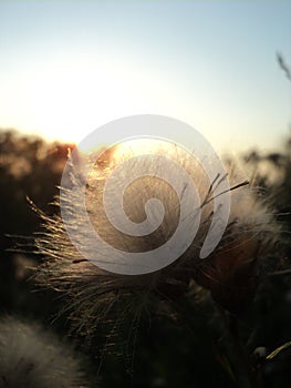 Dandelion against the background of sunset