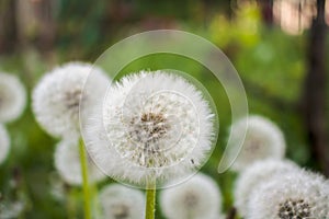 Dandelion against a background of vegetation