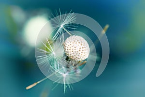 Dandelion against blue background