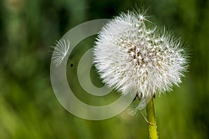 Dandelion against a blurred, green background with a flying parachute. N Space