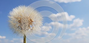 Dandelion against Cloudy Blue Sky Background