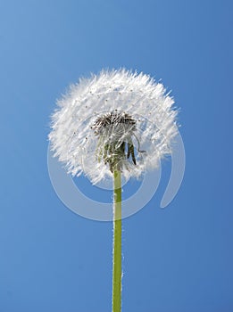 Dandelion against the sky