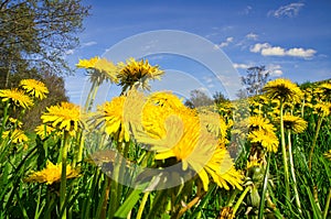 dandelion or also called dandelion, in yellow fabroh colors