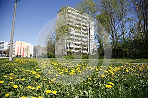 Dandelion and apartment building