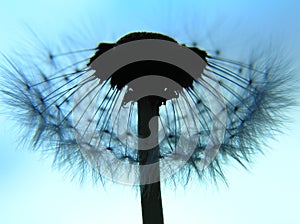 Dandelion as a silhouette