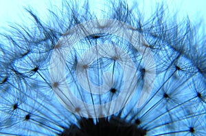 Dandelion as a silhouette