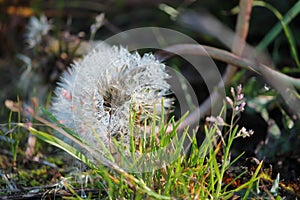 Dandelion in autumn