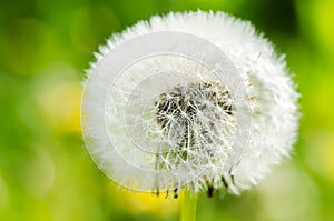 Dandelion on background green grass