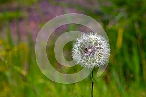 Dandelion