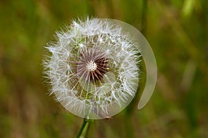 Dandelion