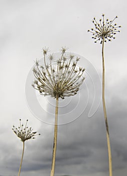 Dandelion on background of grey sky