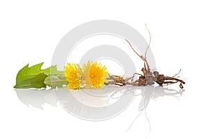 Dandelion background, herbal remedy.