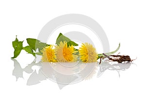 Dandelion background, herbal remedy.