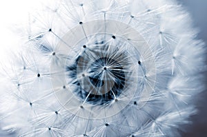 Dandelion background