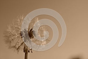 Dandelion on background with sepia tone