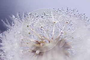 Dandelion background with water bubbles