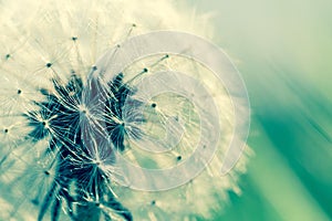 Dandelion with backlighting